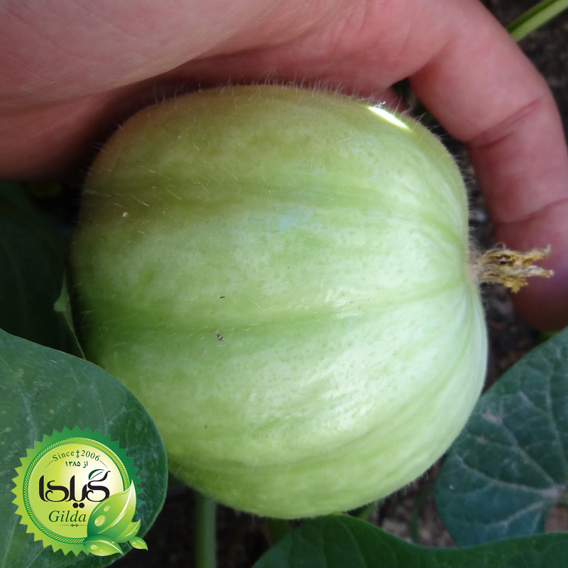 بذر خیار گرد کاروسل گیلدا کد 627