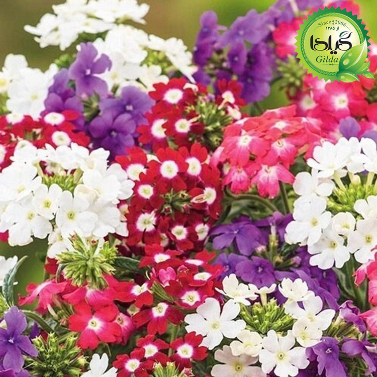 بذر شاه پسند الوان گیلدا کد 876