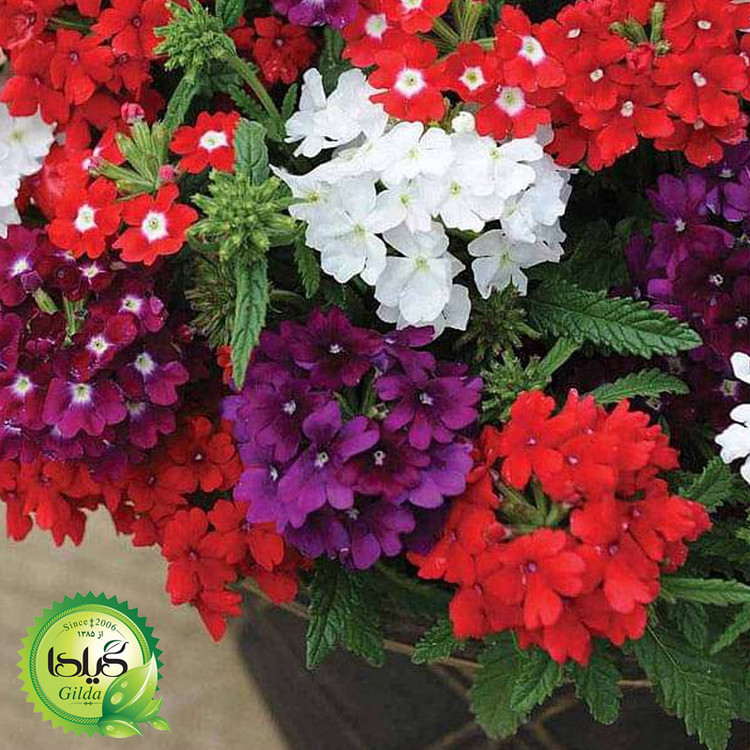 بذر شاه پسند الوان گیلدا کد 876