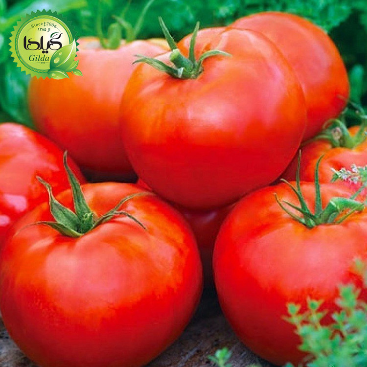 بذر گوجه سوپر استرین بی گیلدا کد 561