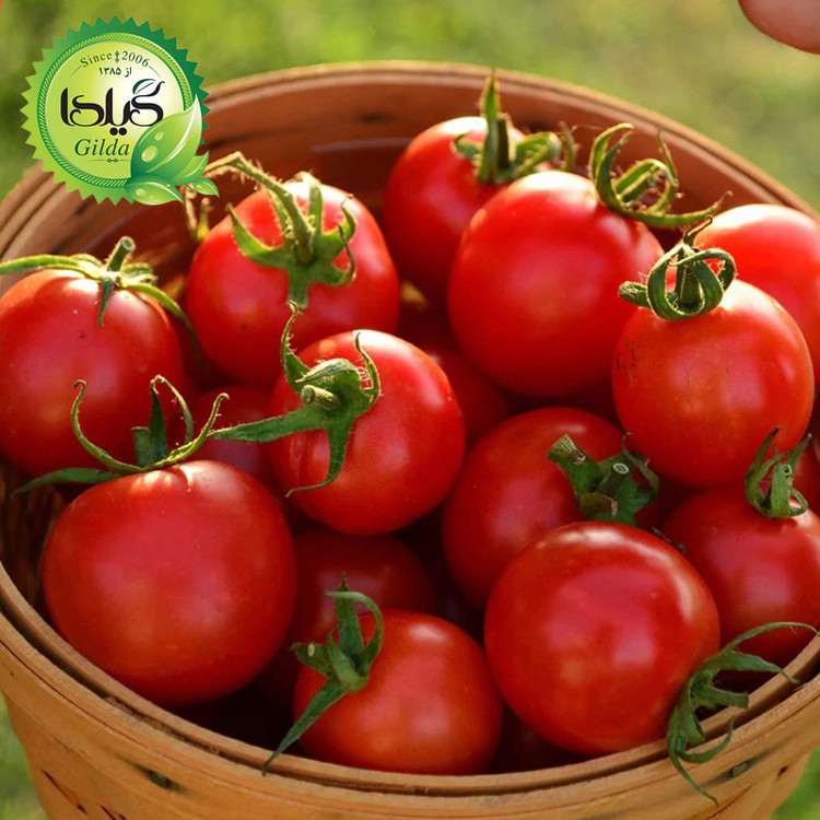 بذر گوجه سوپر استرین بی گیلدا کد 561
