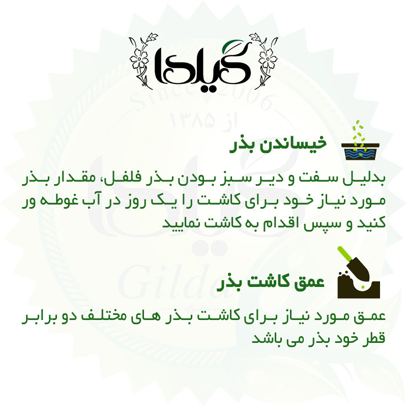 بذر فلفل دلمه سبز گیلدا کد 350