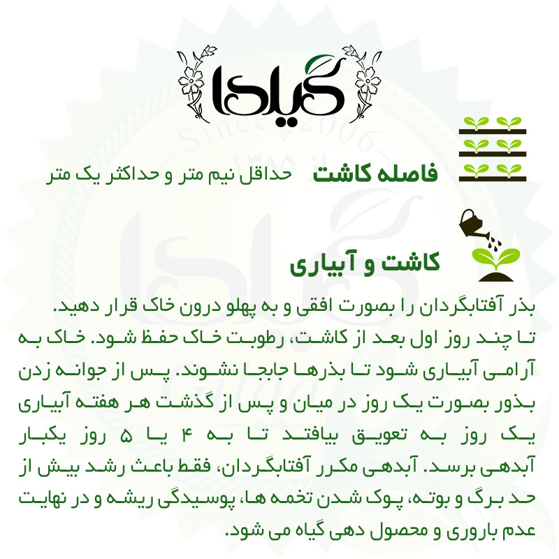 بذر تخم آفتابگردان کشیده گیلدا کد 382