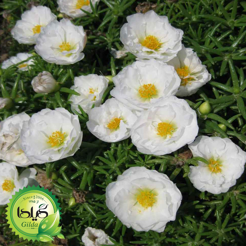 بذر ناز آفتابی سفید گیلدا کد 947