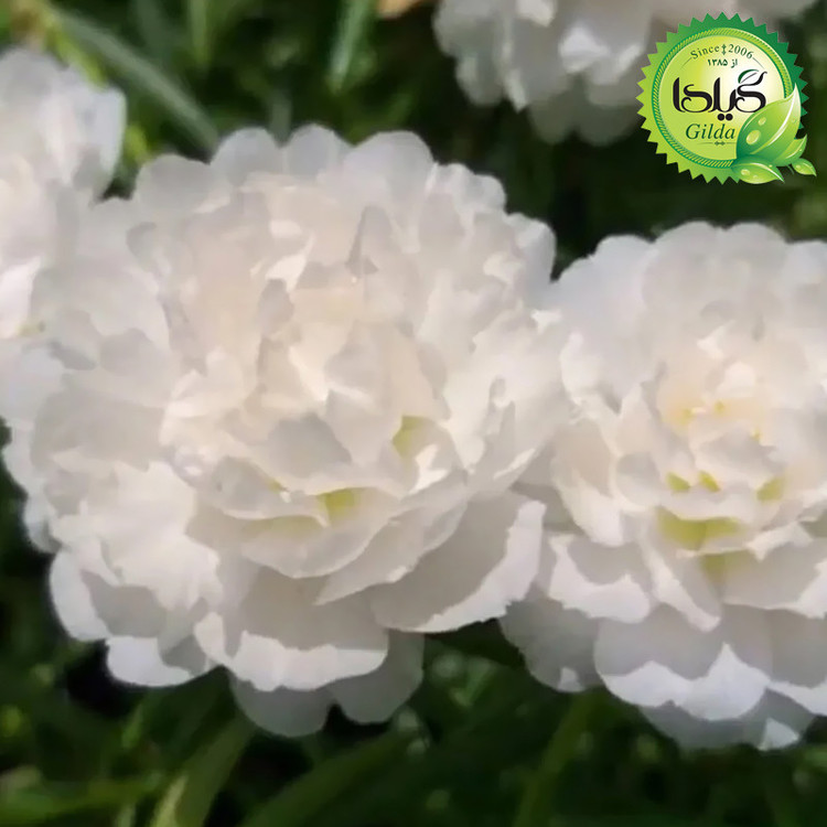 بذر ناز آفتابی سفید گیلدا کد 947