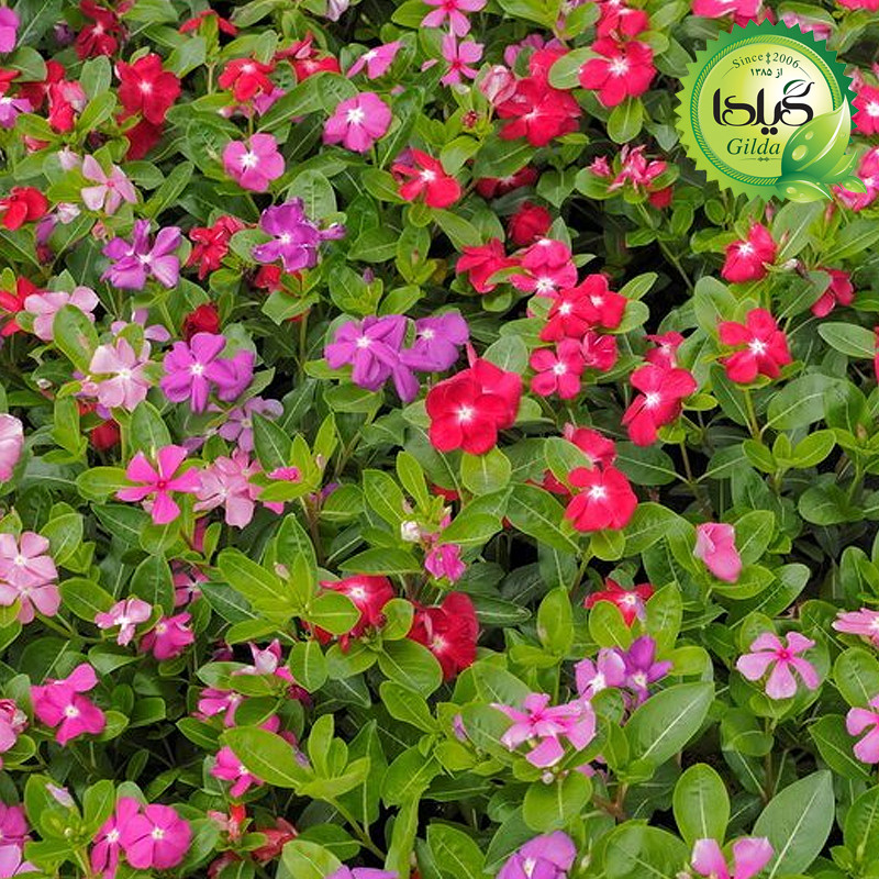 بذر پریوش الوان گیلدا کد 866