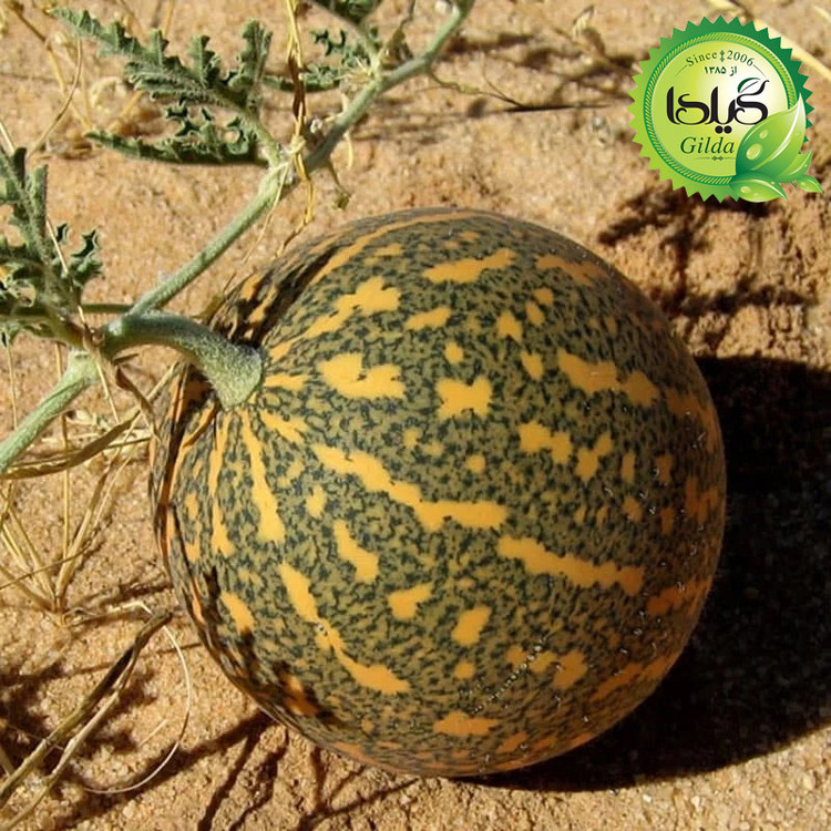 بذر هندوانه ابوجهل گیلدا کد 716