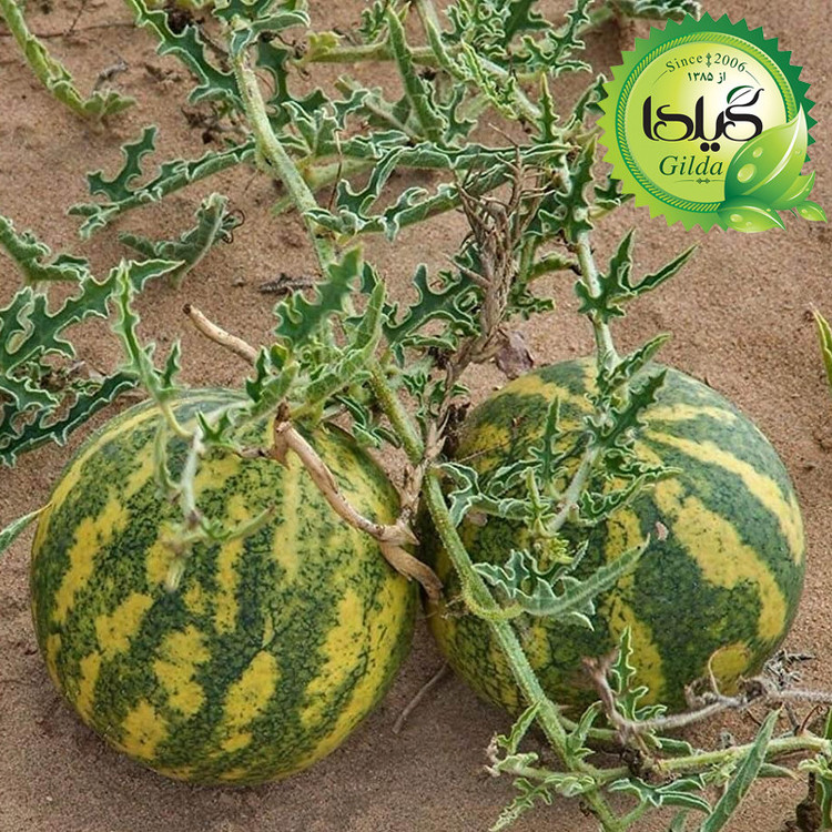 بذر هندوانه ابوجهل گیلدا کد 716