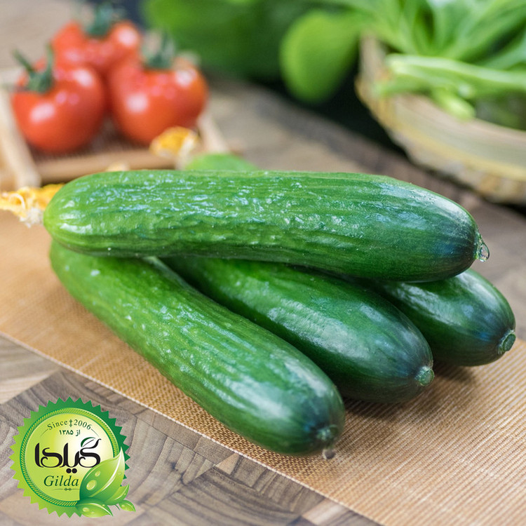 بذر خیار بوته ای گیلدا کد 639