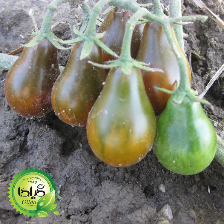 بذر گوجه ریز گلابی جگری گیلدا کد 587
