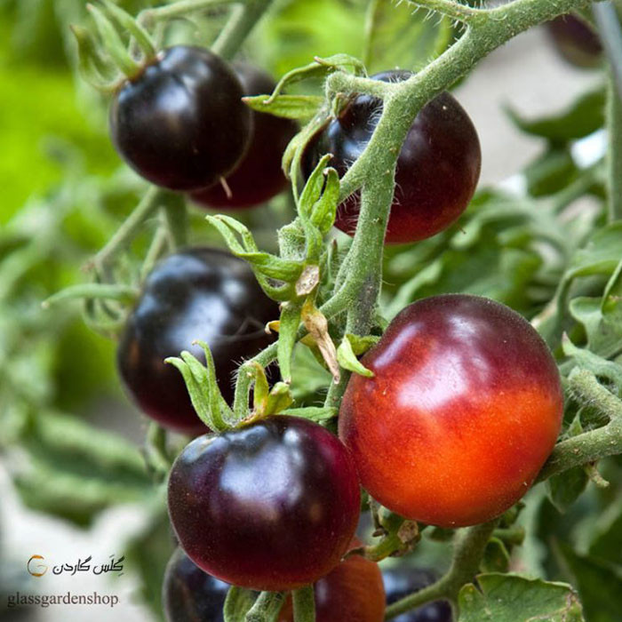 بذر گوجه چری مشکی گیلاسی سیاه مدل GL10