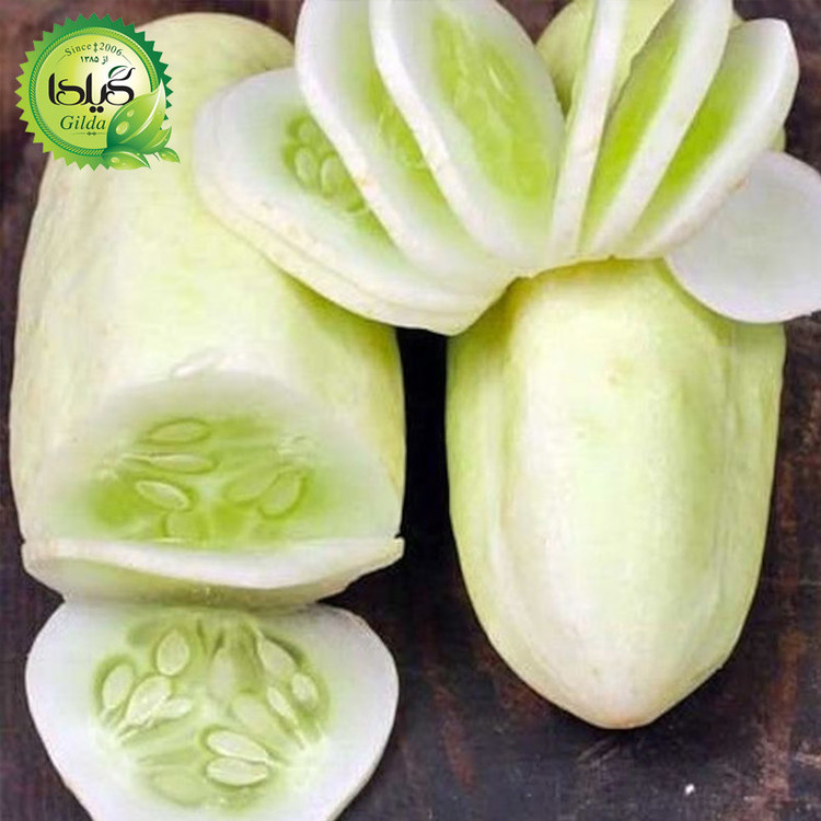 بذر خیار چنبر مینیاتوری گیلدا کد 628