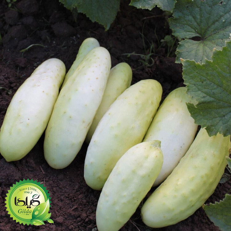 بذر خیار چنبر مینیاتوری گیلدا کد 628