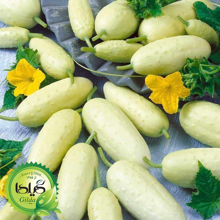 بذر خیار چنبر مینیاتوری گیلدا کد 628