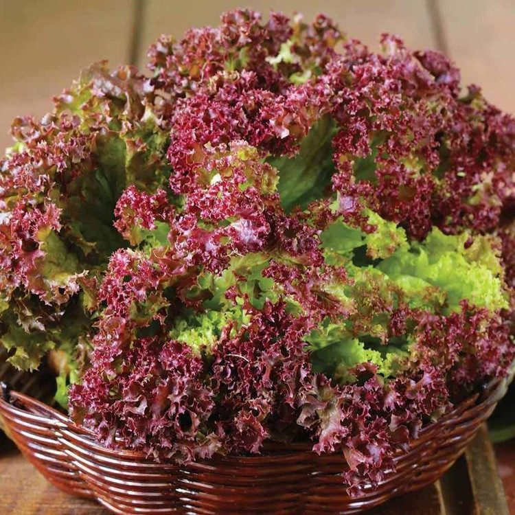 بذر کاهو فرانسوی قرمز گرین سید مدل BZG16