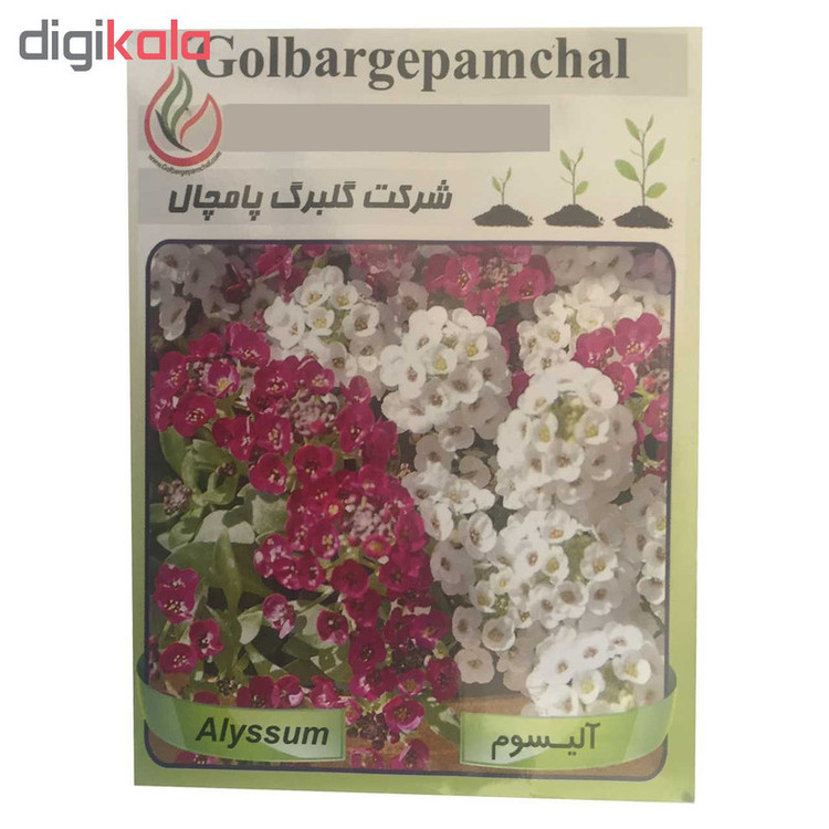 بذر گل آلیسوم گلبرگ پامچال مدل GP05