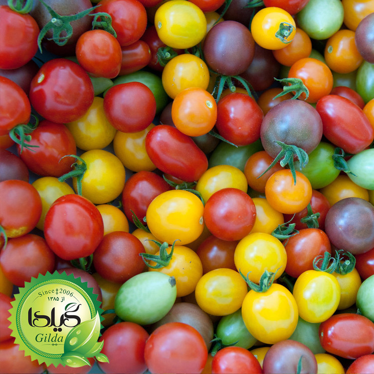 بذر گوجه میکس رنگی گیلدا کد 585
