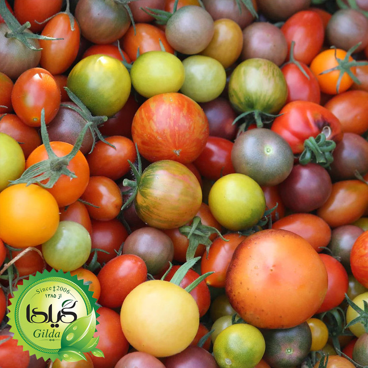 بذر گوجه میکس رنگی گیلدا کد 585