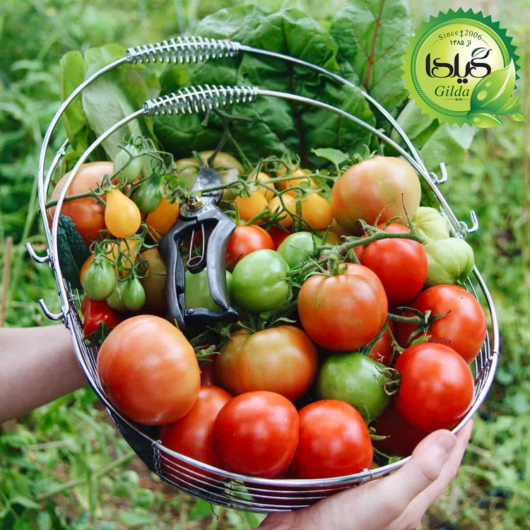 بذر گوجه میکس رنگی گیلدا کد 585