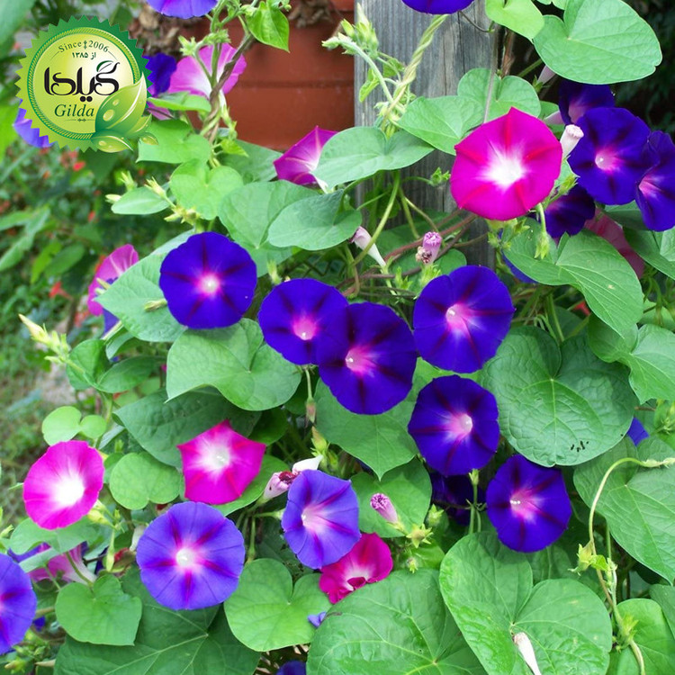 بذر نیلوفر پیچ الوان گیلدا کد 822