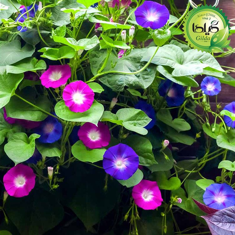 بذر نیلوفر پیچ الوان گیلدا کد 822