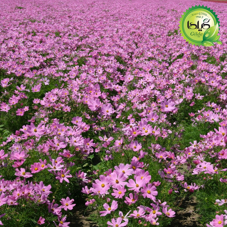 بذر ستاره ای صورتی گیلدا کد 837
