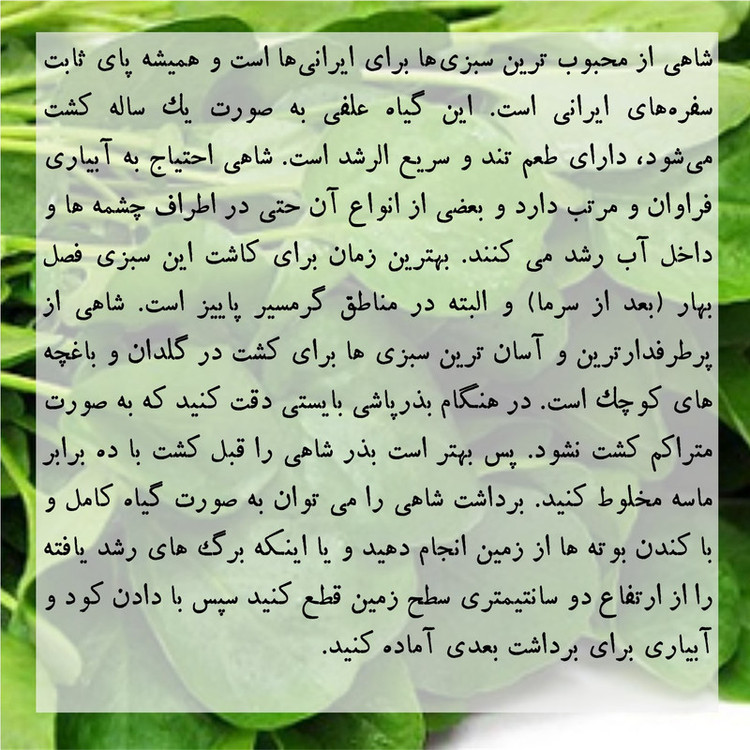 بذر شاهی گرین سیدز کد 216