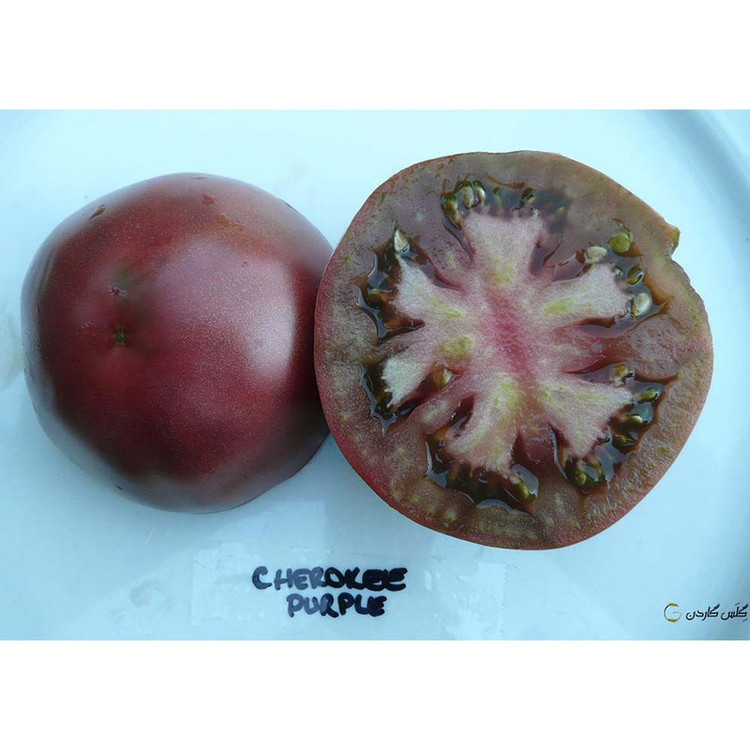 بذر گوجه چروکی بنفش درشت گلس گاردن مدل GL10