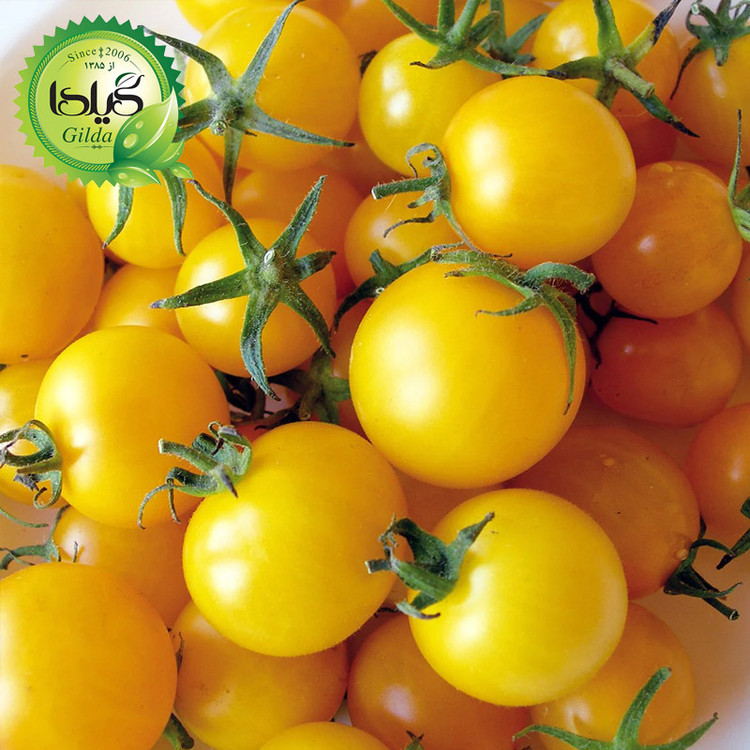 بذر گوجه زرد تاکسی گیلدا کد 564