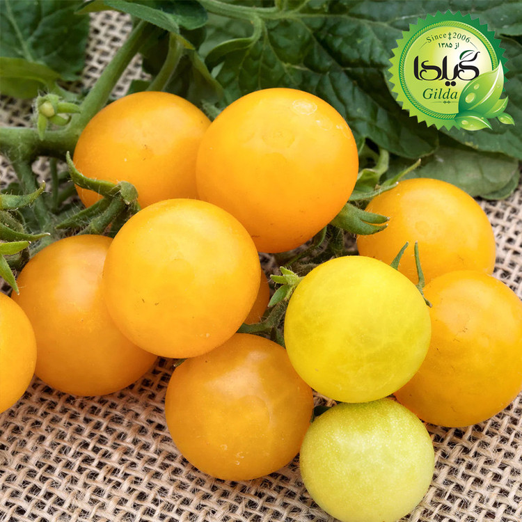 بذر گوجه زرد تاکسی گیلدا کد 564