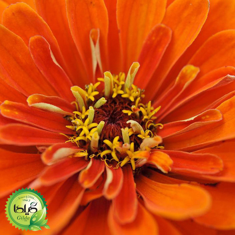 بذر آهار نارنجی گیلدا کد 912