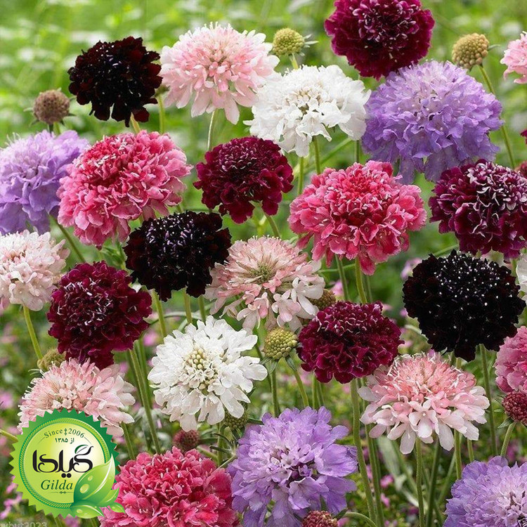 بذر درخشنده الوان گیلدا کد 926