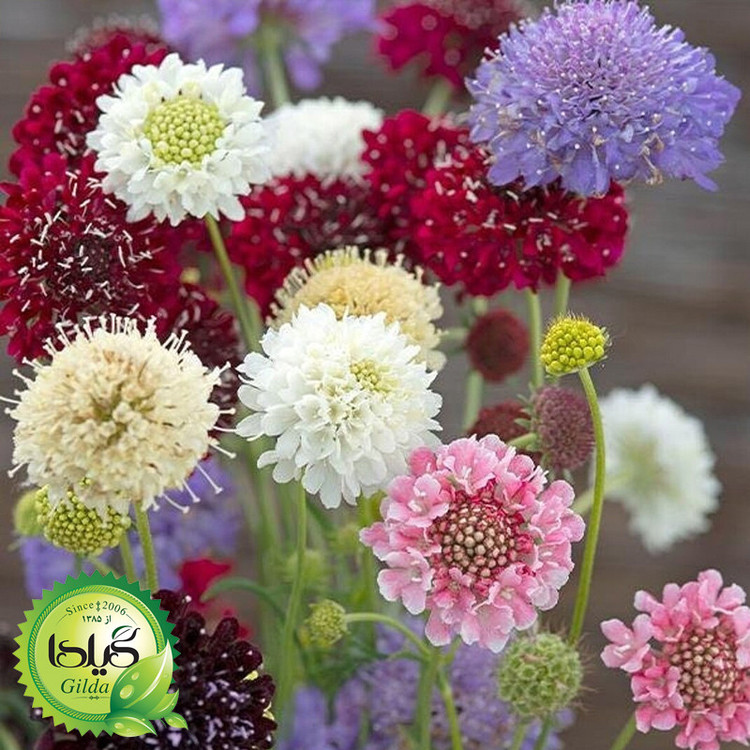 بذر درخشنده الوان گیلدا کد 926