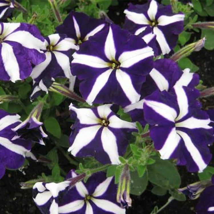 بذر گل اطلسی بنفش ستاره ای وانیا سید مدل BA517