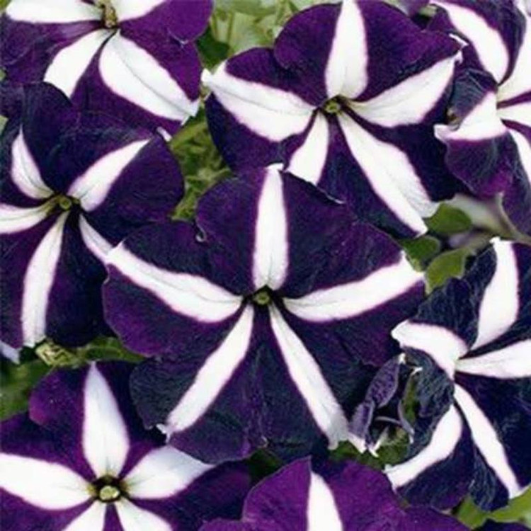 بذر گل اطلسی بنفش ستاره ای وانیا سید مدل BA517