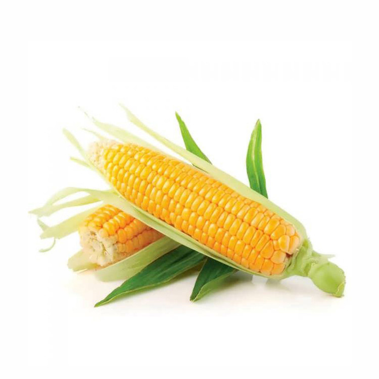 بذر ذرت شیرین گیامیا مدل SC0022