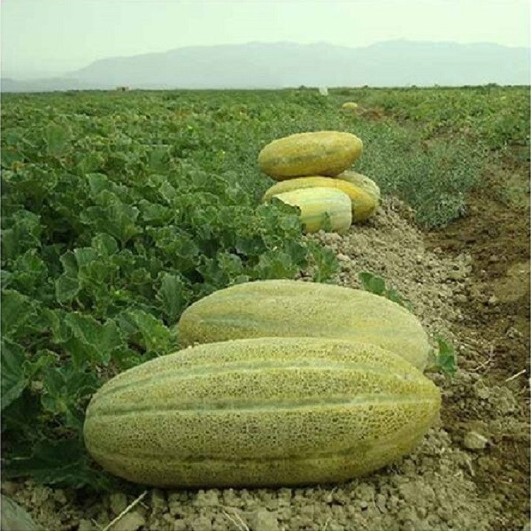 بذر خربزه خاتونی جی پی سید مدل GP2248