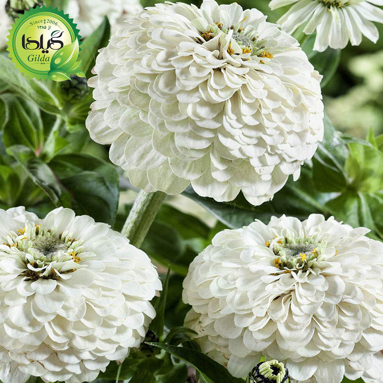 بذر آهار سفید گیلدا کد 911
