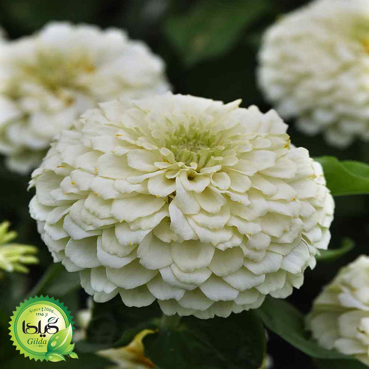بذر آهار سفید گیلدا کد 911