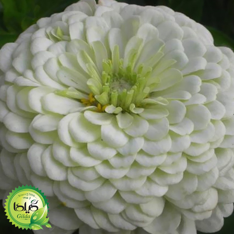 بذر آهار سفید گیلدا کد 911