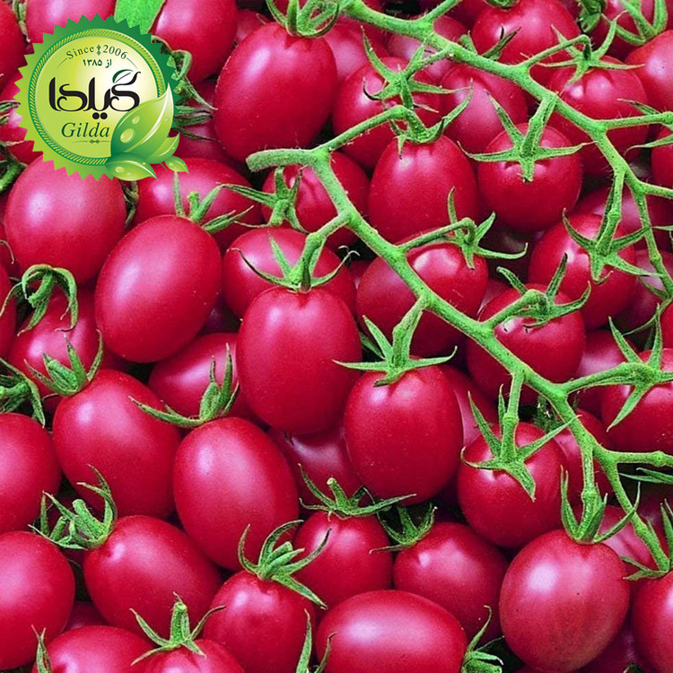 بذر گوجه چری صورتی گیلدا کد 578