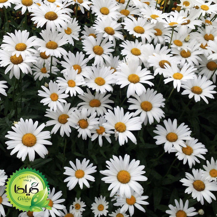 بذر مینا سفید گیلدا کد 840