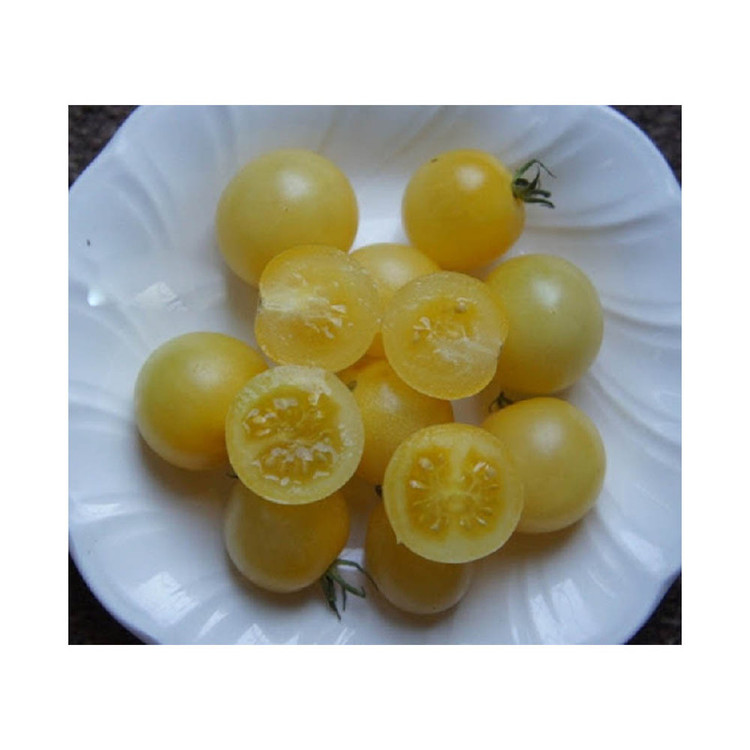 بذر گوجه گیلاسی چری یخی زرد روشن گلس گاردن مدل GL10