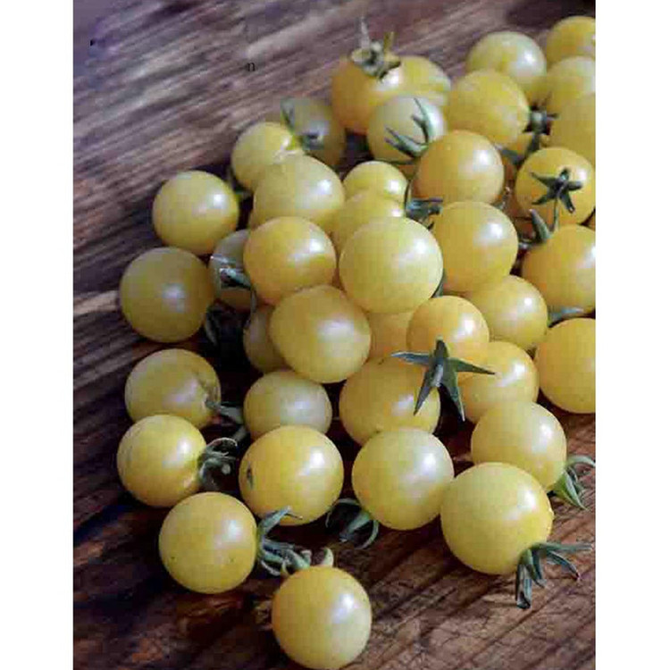بذر گوجه گیلاسی چری یخی زرد روشن گلس گاردن مدل GL10