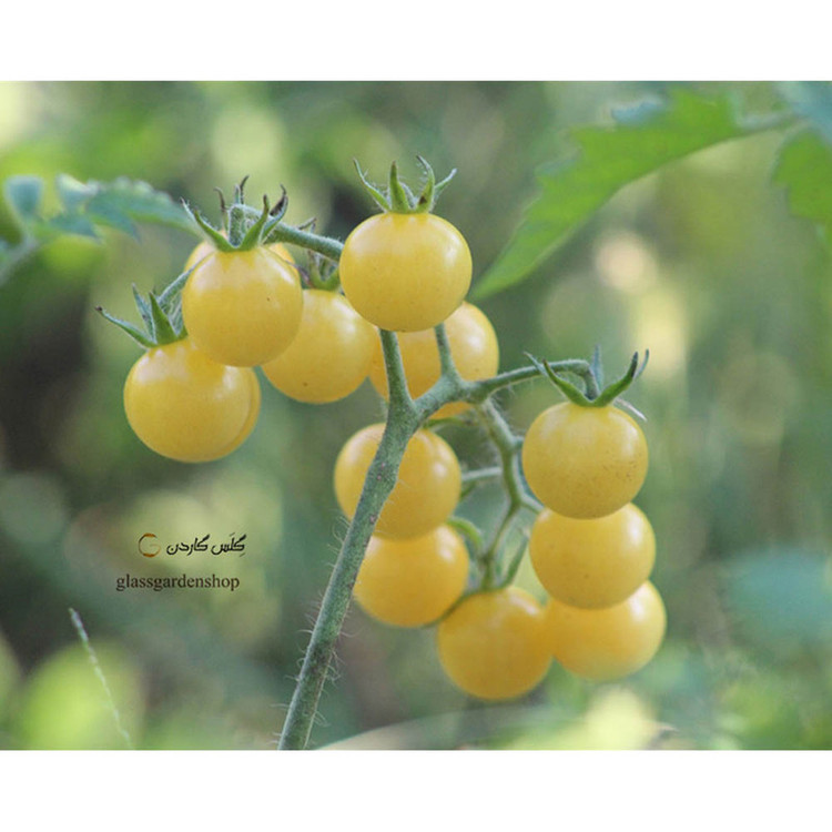 بذر گوجه گیلاسی چری یخی زرد روشن گلس گاردن مدل GL10