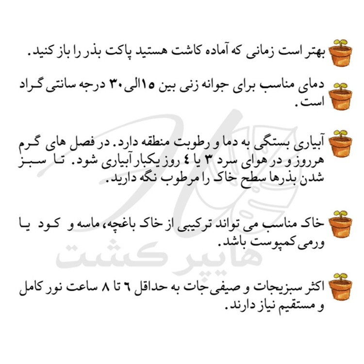 بذر شوید گرین سیدز کد 211