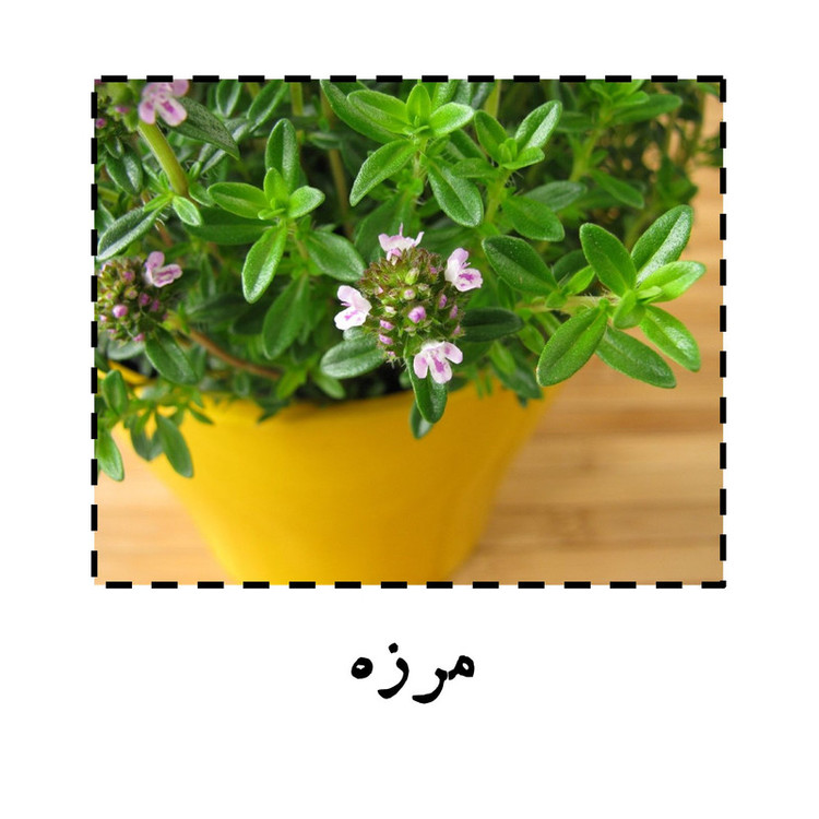 بذر مرزه گرین سیدز کد 221