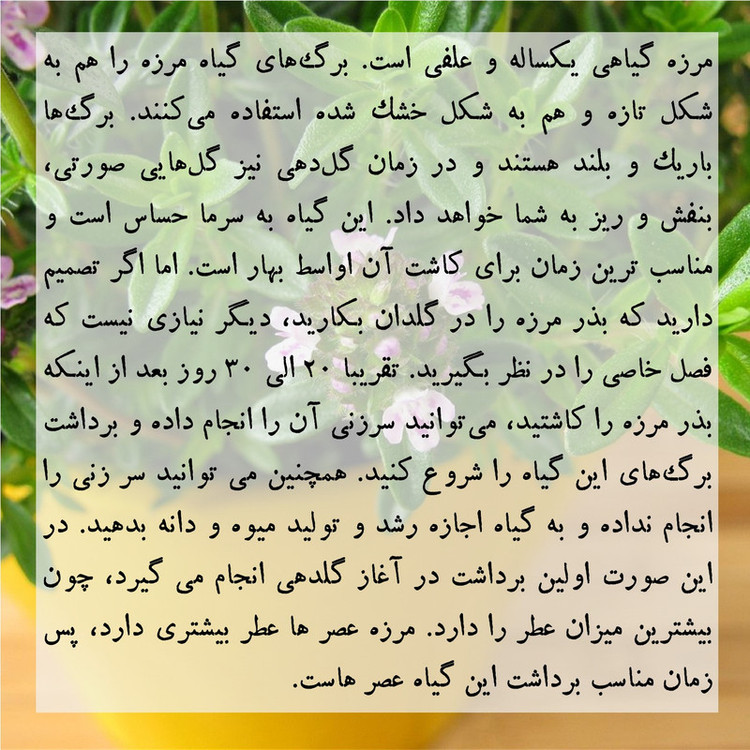 بذر مرزه گرین سیدز کد 221