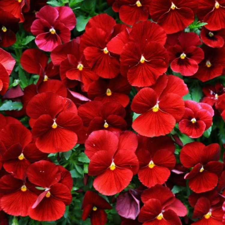 بذر گل بنفشه قرمز وانیا سید مدل BA1087