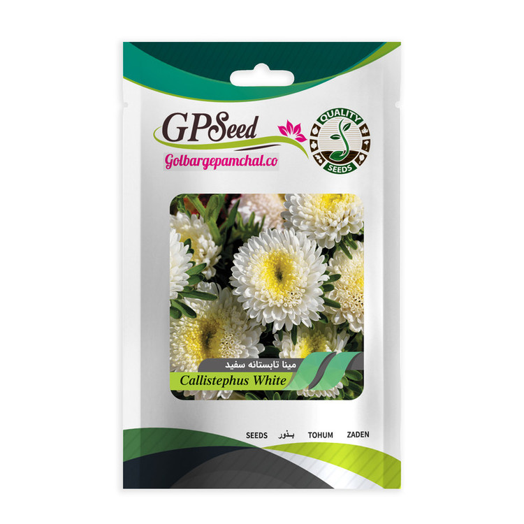 بذر گل مینا تابستانه سفید جی پی سید مدل GP3455